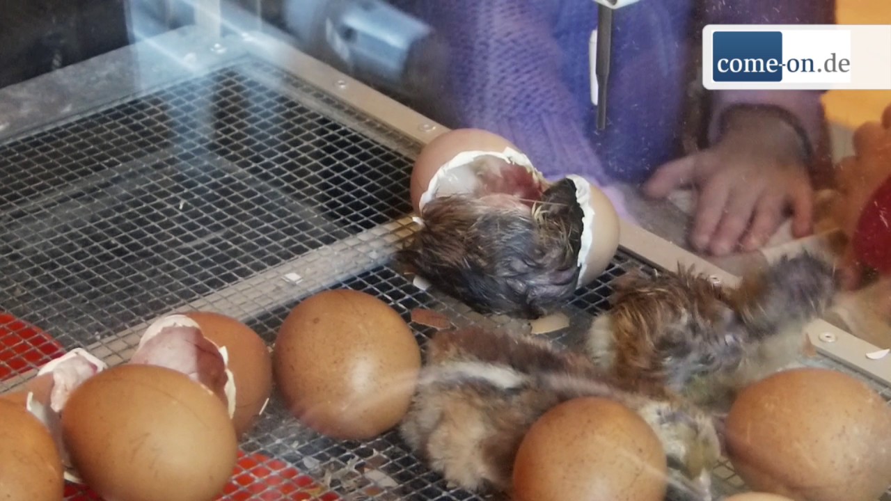 Im Zeitraffer Ein Küken schlüpft YouTube Im Zeitraffer Ein Küken schlüpft YouTube