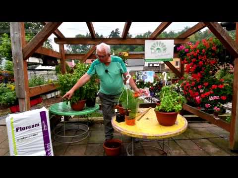 Video: Květinová Zelenina Na Našem Stole: Jednoduché Bylinky Pro Prospěch A Potěšení