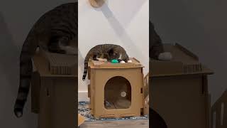 Kitty Easter Egg Hunt! ☺️ #easter #catvideos #cat  @PurinaFriskies @temptationsbrand
