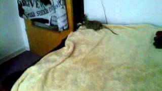 szczur vs. kot .. vol.2