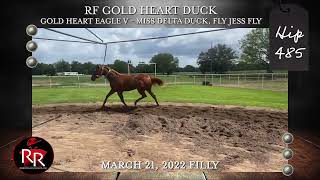 LQHBA Yearling Hip 485