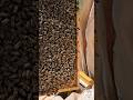 Brood Frame 🐝🔍#bees #beekeeping #imkern #пчеловодство #apicultura