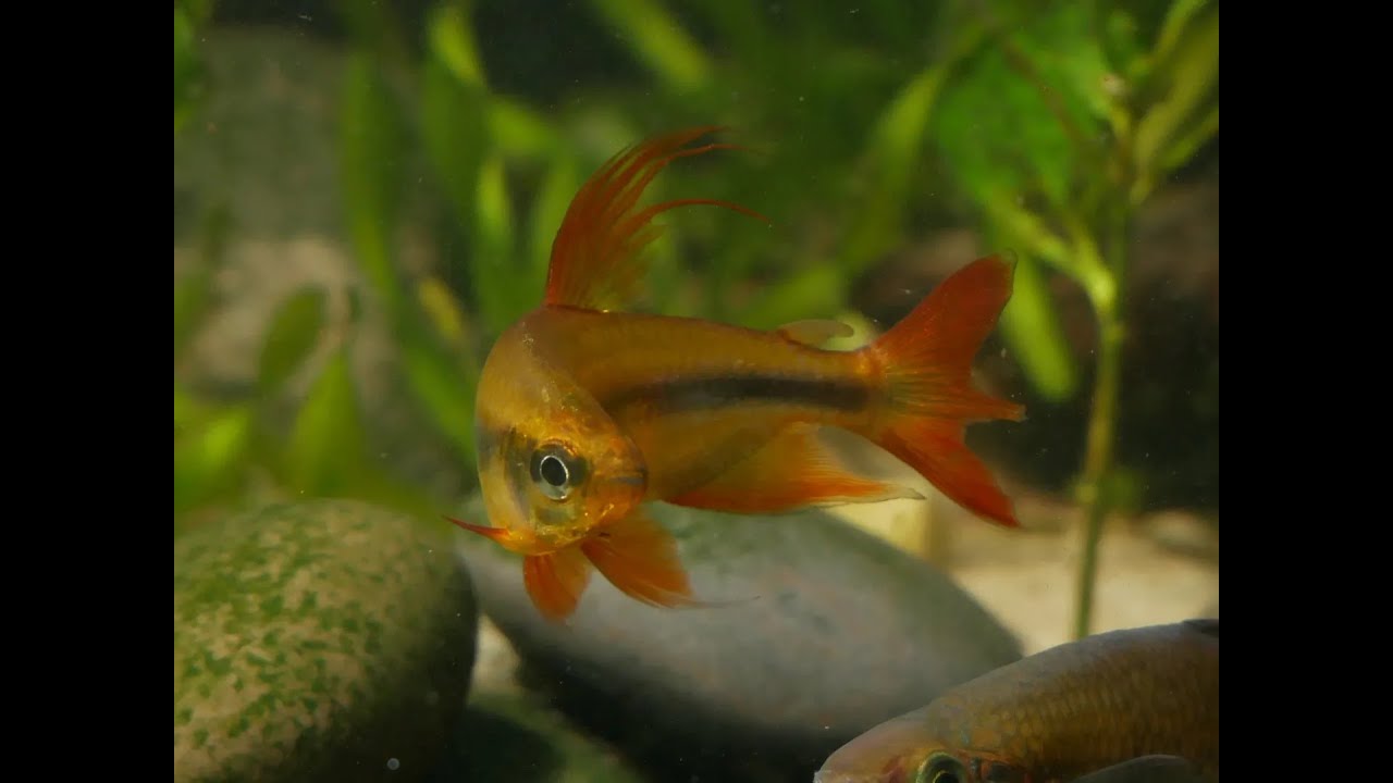 Почему я перестал импортировать рыбу из Конго