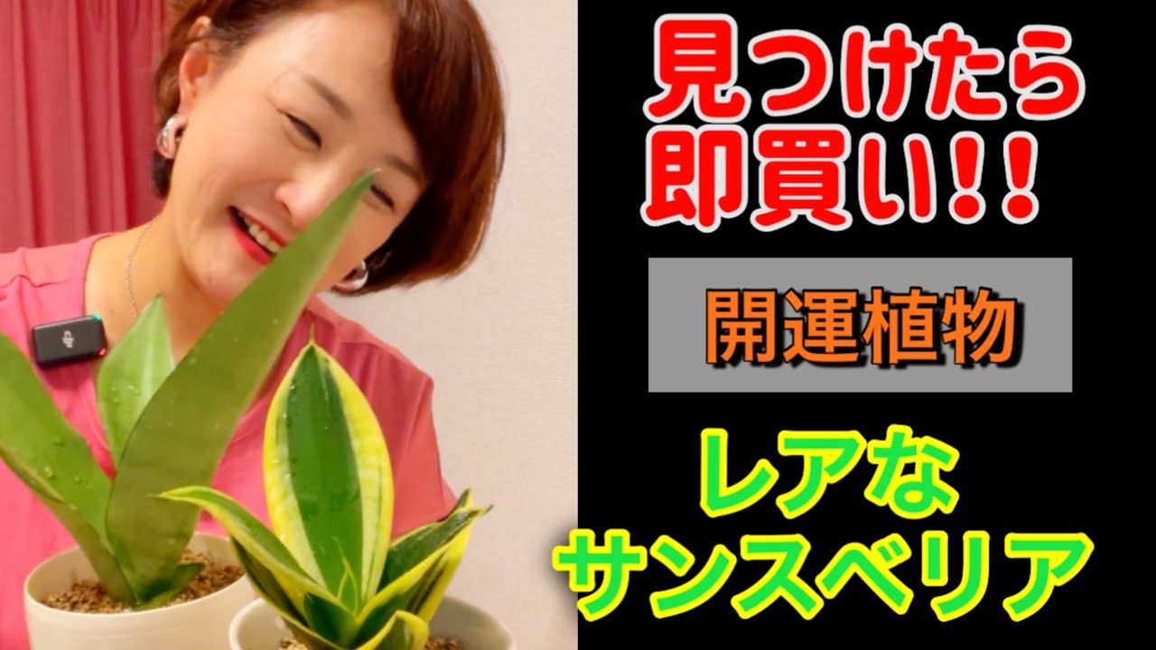 Clean Air] Searching for Rare Sansevieria [Lucky Plants