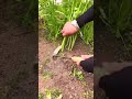 Proses Memotong Rumput Tanpa Akar Menggunakan Alat Yang Tajam Shorts Proses Memotong Rumput Tanpa Akar Menggunakan Alat Yang Tajam Shorts