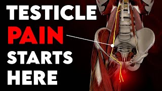 Why You Might Have Testicle Pain And 4 Ways To Fix It