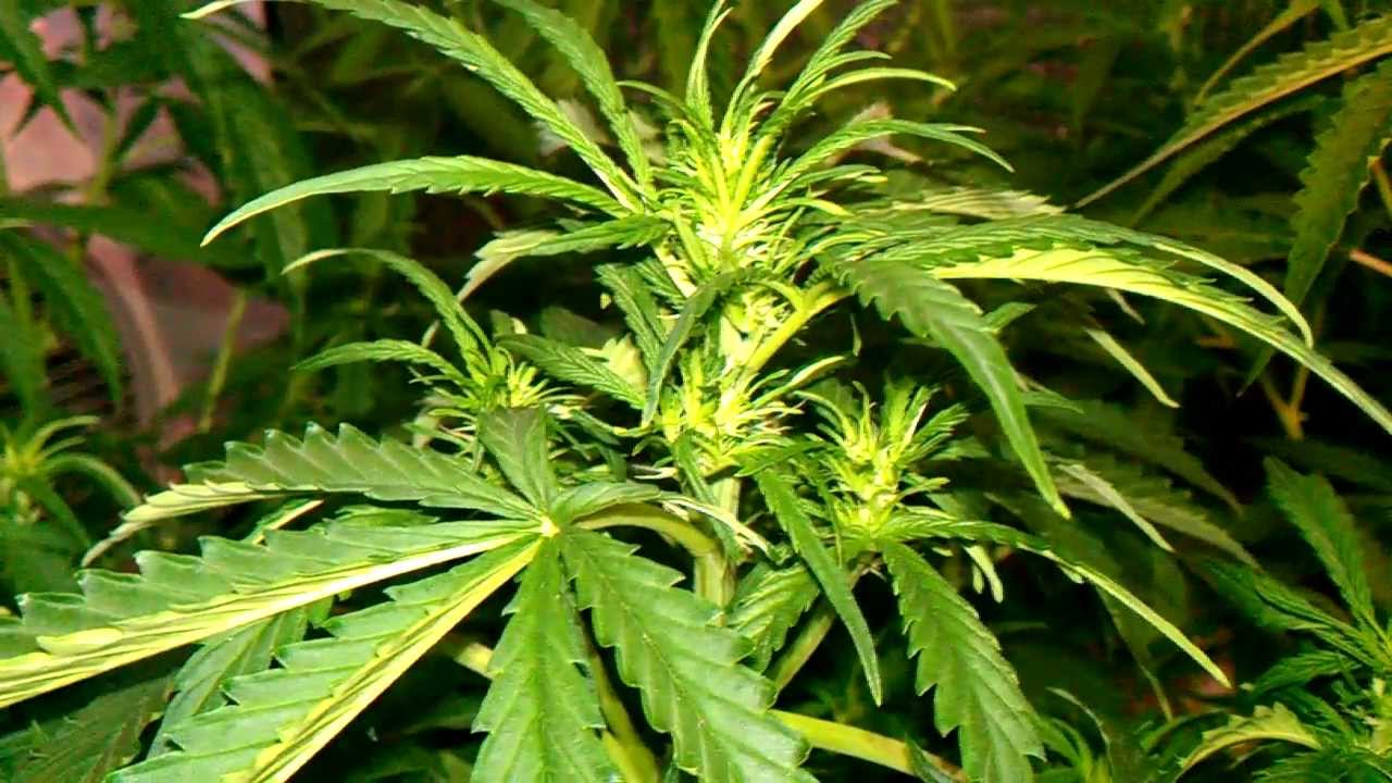 AutoMazar by Dutch Passion under 550W HPS (400W+150W) Day 46 (1)