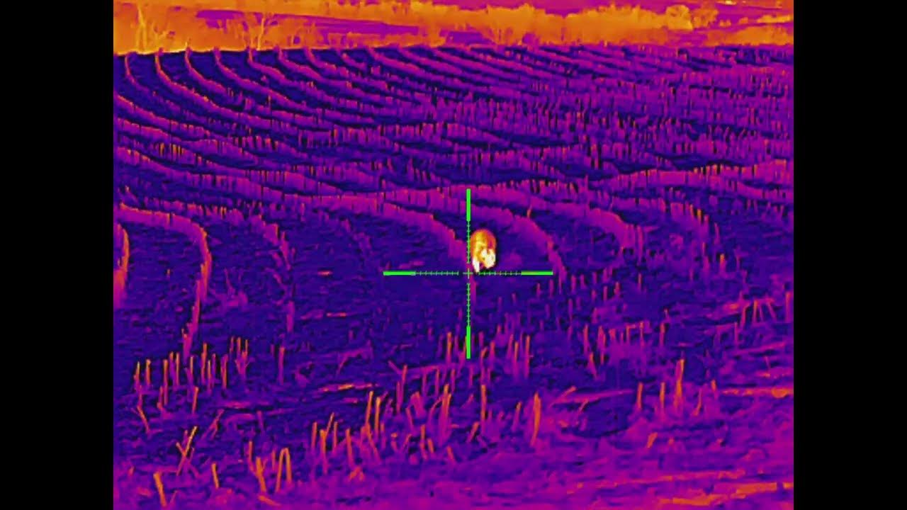 Iray bolt tl35 v2 thermal scope on a 223 wylde ar 15 raccoon in field