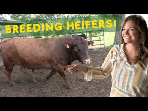 Bull Breeding Heifers! Dexter Cattle Genetics