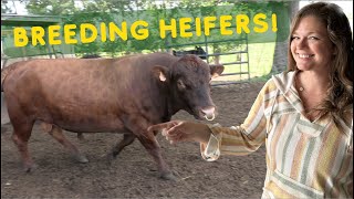 Bull Breeding Heifers! Dexter Cattle Genetics