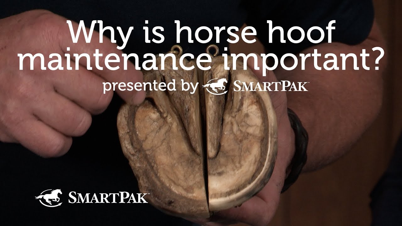 Why is horse hoof maintenance so important? YouTube
