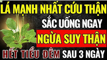 Người Suy Thận: Uống Loại Lá Này, Hết Tiểu Đêm, Creatinine Giảm Thấy Rõ Chỉ Sau 7 Ngày!
