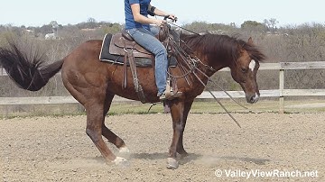 One Of The Kind - riding bridleless! - ValleyViewRanch.net