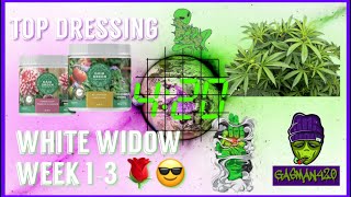 Week 1-3 Cannabis Flower🌹| Pistils | Top Dressing | Huge Stretch!!