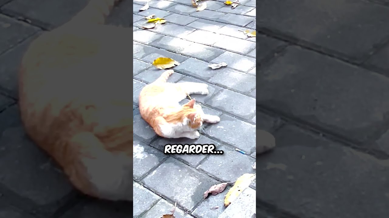 Ce Chat A Choqu Tout Le Monde 