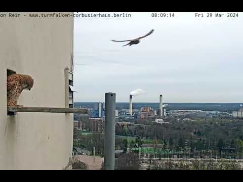 Berlin Corbusierhaus Kestrel Display Part 2 March 29 2024 live cam preview
