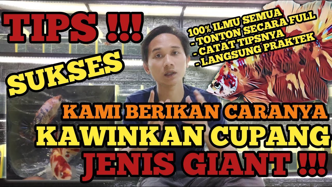 CARA KAWINKAN CUPANG JENIS GIANT
