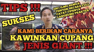 HOW TO MARRY THE GIANT KIND OF CUPS