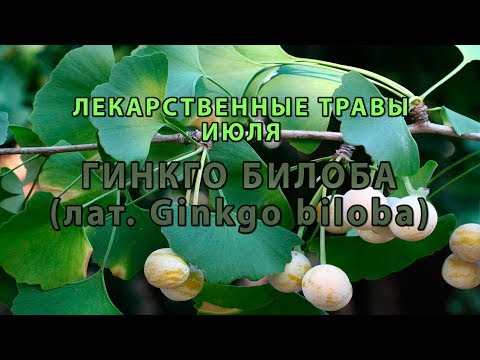 Vídeo: Ginkgo Biloba: Planta Ornamental I Medicinal