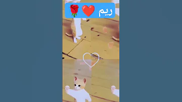 ريم ريم ريمه ريم Shorts Short Cat Funny ترند السعودية ترند 