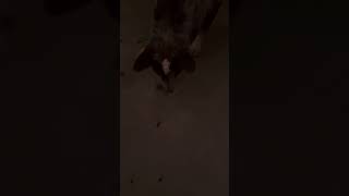 😱😱😱 #scary #scorpion #animals #texas 😱😱😱 #scary #scorpion #animals #texas