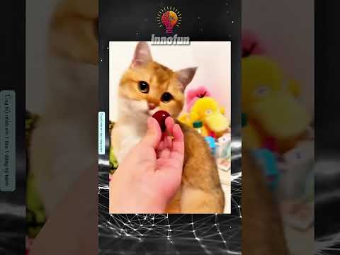 Đã nói không ăn rồi mà