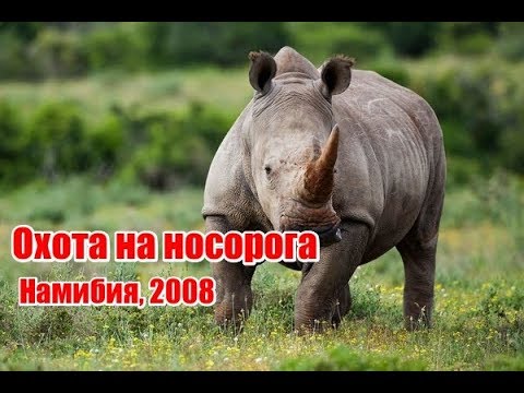 Video: S. Aukcija Za Lov Na Nosoroga U Africi Izaziva Kontroverzu