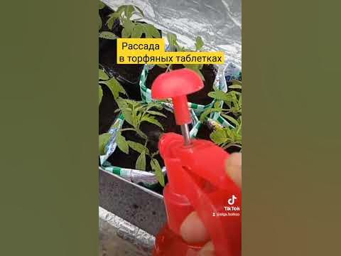 Рассада томатов в торфяных таблетках. Месяц спустя - YouTube