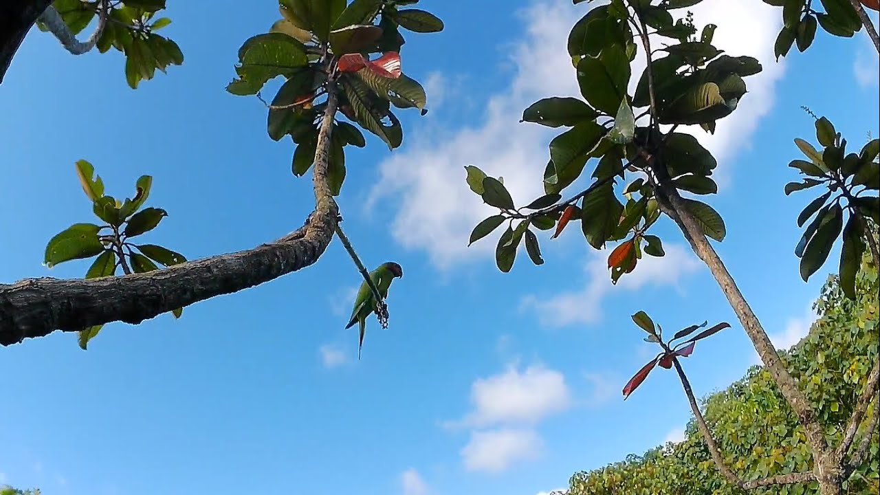 Terlalu Nekat Pohon Tinggi di Jadikan Tempat Najur Burung Betet