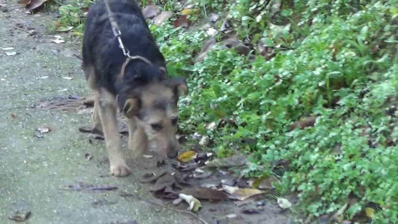 GINGER adopción perros cachorros