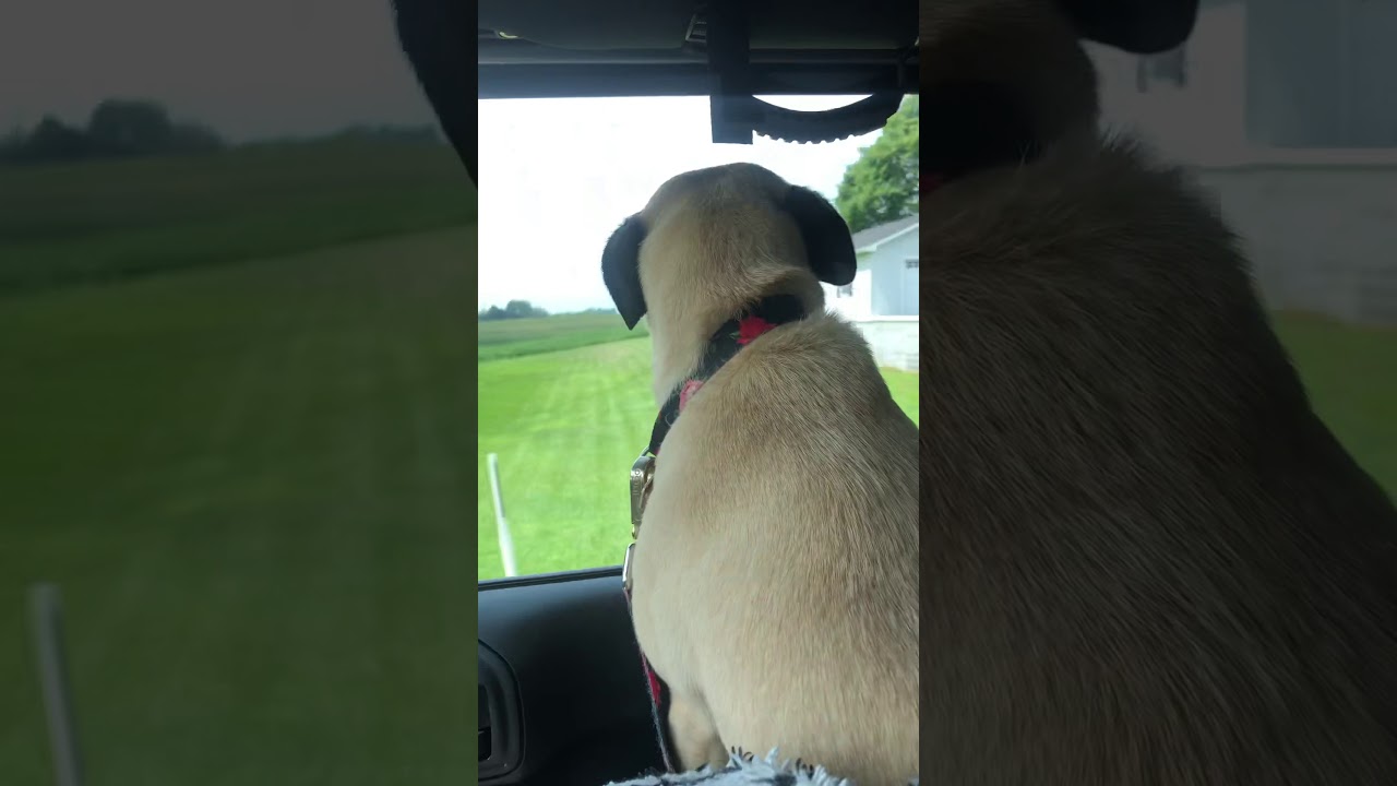 Screaming Dog! Pug 4 life