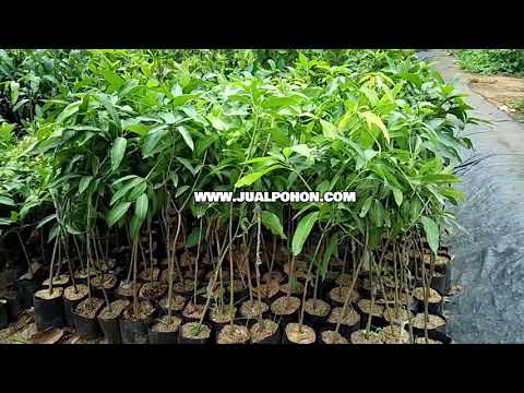 Peluang Panen Buah Premium dengan Tanam Bibit Mangga Harumanis Terbaik!