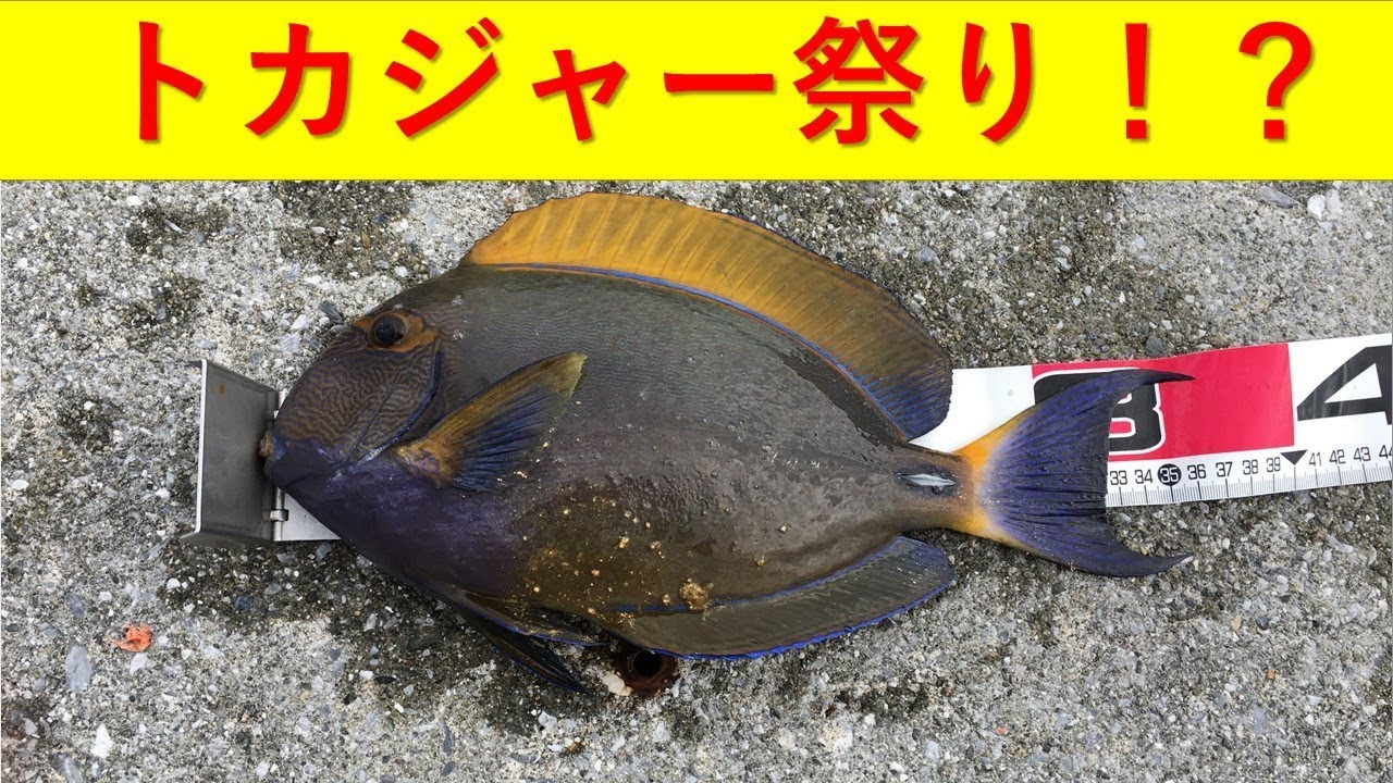25 一文字釣行 トカジャー祭り Youtube 25 一文字釣行 トカジャー祭り Youtube