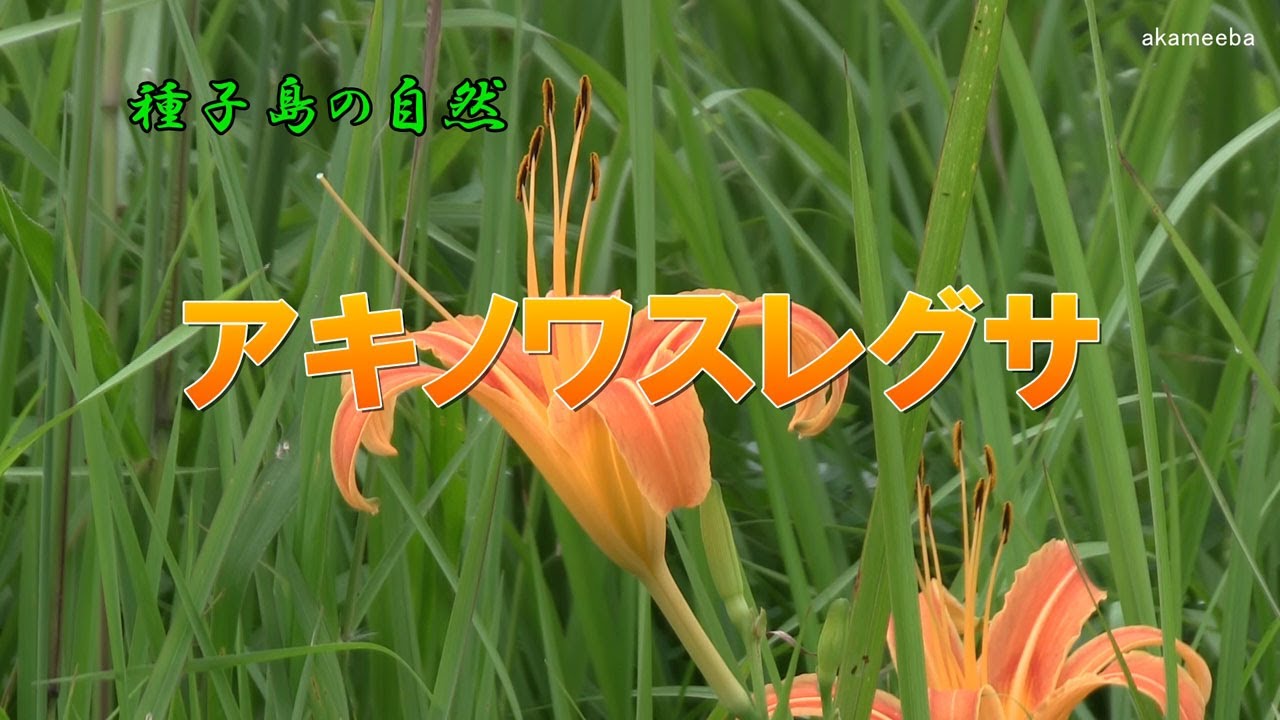 ★専用★【子株付き・開花株】原種交配種　花茎4本　と　極上発色 橙紅色 2花茎 アキノワスレグサ 夏のころ花茎の先端部に赤橙色の花を咲かせた開花