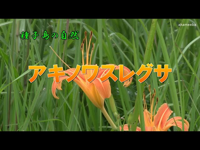 ★専用★【子株付き・開花株】原種交配種　花茎4本　と　極上発色 橙紅色 2花茎 sddefault.jpg
