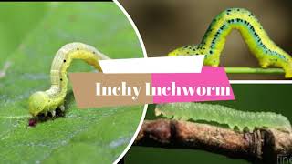 1006 02 Inchworm- Learn to Read with Ace and Christi (A. C. E. Accelerated Christian Education)