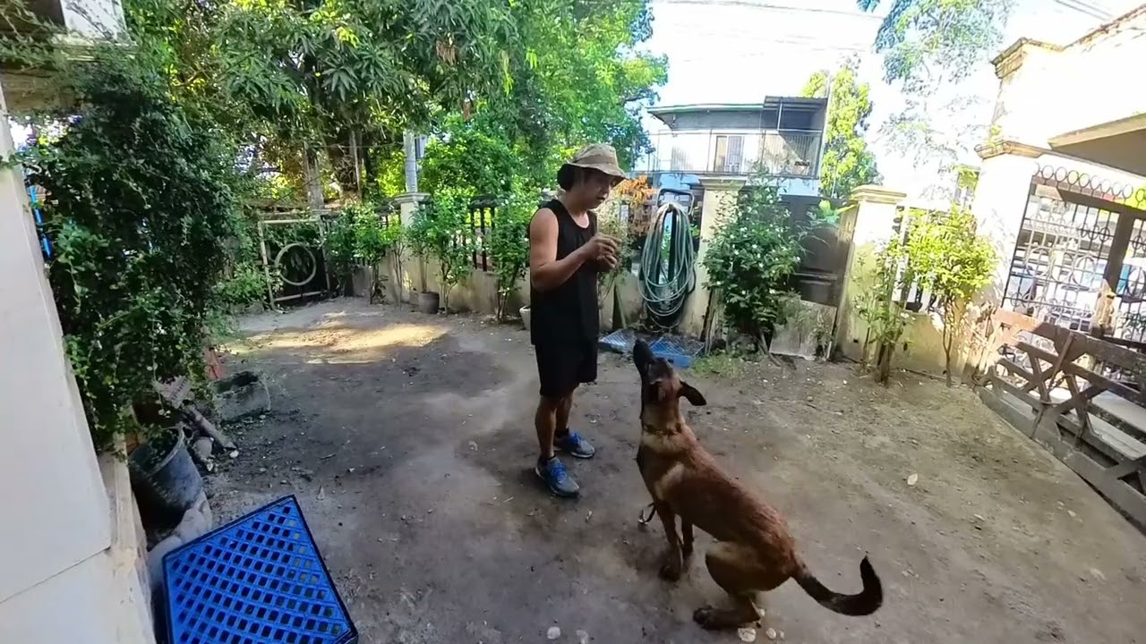 Reporting Video to Our Client: BISCOFF (BELGIAN MALINOIS) REPORTING VIDEO