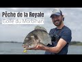 Grosses dorades royales  golfe du morbihan