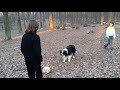 Собачка - футболист, весело играет в мяч с детьми