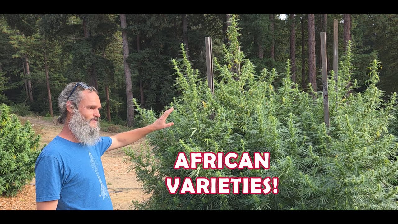 AFRICAN VARIETIES ARE SUPER COOL!