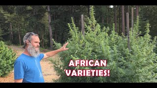 African Varieties Are Super Cool