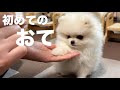おてを覚えた仔犬のポメラニアン