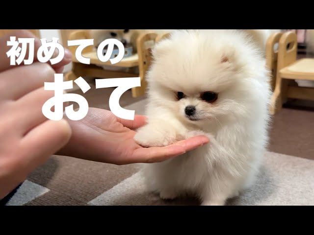 Pomeranian puppy learning to hold - YouTube