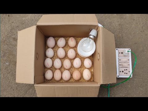 Video: How to make an incubator with your own hands at home?