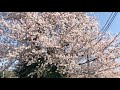 おんなになあれ  森川美穂