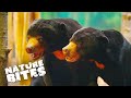A Sun Bears Couple Is Excited About New Home | The Secret Life of the Zoo | Nature Bites