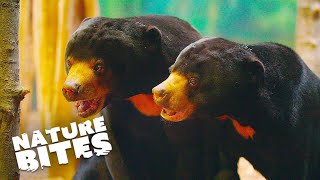 A Sun Bears Couple Is Excited About New Home | The Secret Life of the Zoo | Nature Bites