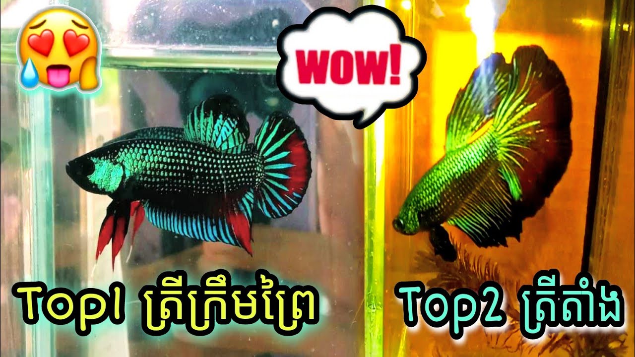 វីដេអូដែរបងប្អូនរង់ចាំបានមកដល់ហើយ💥🔥កន្លែងលក់ត្រីក្រឹមពូជកម្រៗស្អាតខ្លាំង❤️Batta Fish🐠 Thet official