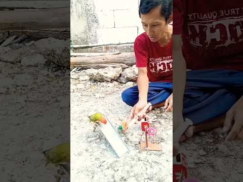 Lovebird lucu pintar