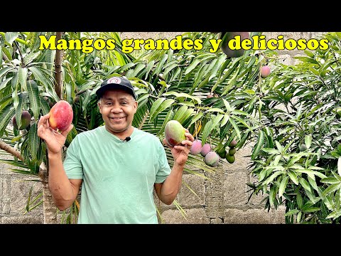 Cosecha de mangos grandes, verdes y maduros en nuestro patio